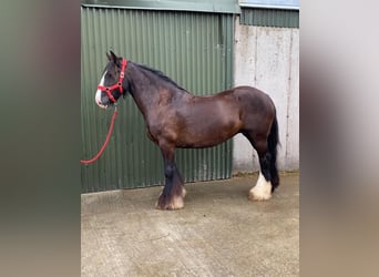 Cob, Jument, 10 Ans, 140 cm, Bai