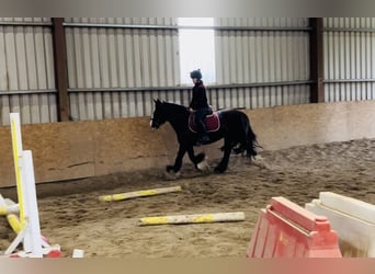 Cob, Jument, 10 Ans, 140 cm, Bai