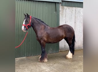 Cob, Jument, 10 Ans, 140 cm, Bai