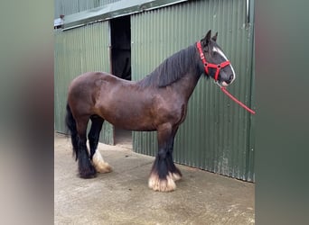 Cob, Jument, 10 Ans, 140 cm, Bai