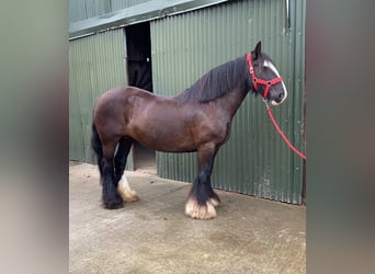 Cob, Jument, 10 Ans, 140 cm, Bai