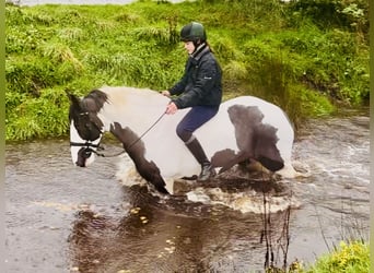 Cob, Jument, 12 Ans, 148 cm, Pinto