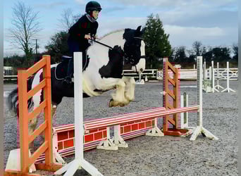 Cob, Jument, 12 Ans, 148 cm, Pinto