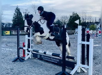 Cob, Jument, 12 Ans, 148 cm, Pinto