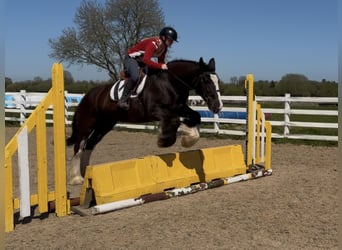 Cob, Jument, 16 Ans, 153 cm, Noir