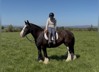 Cob, Jument, 16 Ans, 153 cm, Noir
