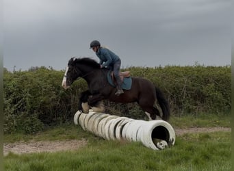 Cob, Jument, 16 Ans, 153 cm, Noir