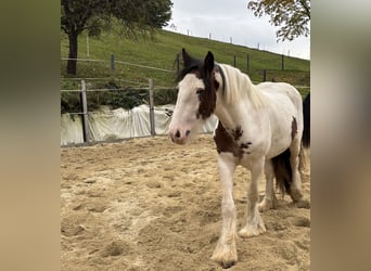 Cob, Jument, 2 Ans, 157 cm, Tobiano-toutes couleurs
