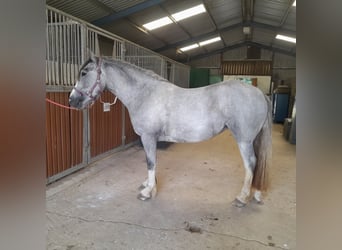 Cob Croisé, Jument, 3 Ans, 146 cm, Gris pommelé