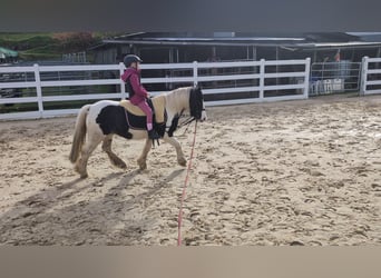 Cob, Jument, 4 Ans, 121 cm, Pinto