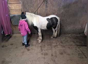 Cob, Jument, 4 Ans, 121 cm, Pinto