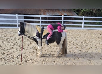 Cob, Jument, 4 Ans, 121 cm, Pinto