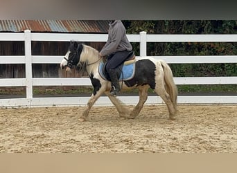 Cob, Jument, 4 Ans, 121 cm, Pinto