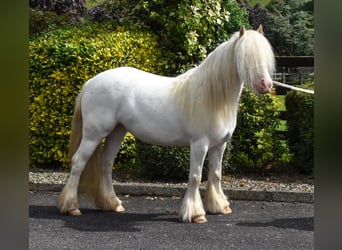 Cob, Jument, 4 Ans, 125 cm, Palomino