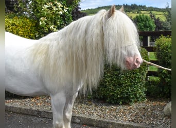 Cob, Jument, 4 Ans, 125 cm, Palomino