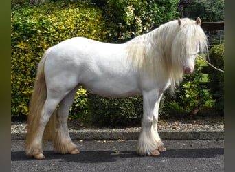 Cob, Jument, 4 Ans, 125 cm, Palomino