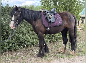 Cob Croisé, Jument, 4 Ans, 127 cm, Noir