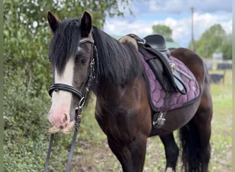 Cob Croisé, Jument, 4 Ans, 127 cm, Noir