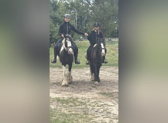 Cob Croisé, Jument, 4 Ans, 127 cm, Noir
