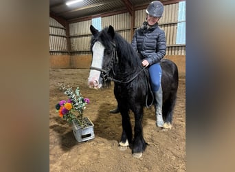 Cob, Jument, 4 Ans, 128 cm, Noir