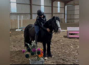 Cob, Jument, 4 Ans, 128 cm, Noir