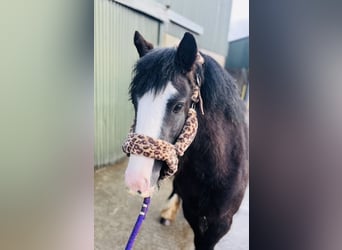 Cob, Jument, 4 Ans, 128 cm, Noir