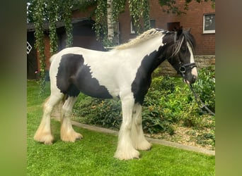 Cob, Jument, 4 Ans, 137 cm, Pinto