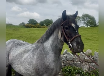 Cob, Jument, 4 Ans, 138 cm, Rouan Bleu