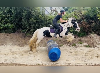 Cob, Jument, 4 Ans, 140 cm, Pinto