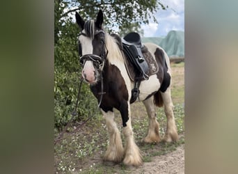 Cob Croisé, Jument, 4 Ans, 147 cm, Tobiano-toutes couleurs