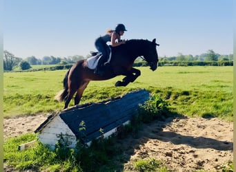 Cob, Jument, 4 Ans, 148 cm, Bai