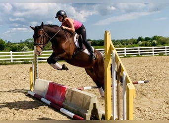 Cob, Jument, 4 Ans, 148 cm, Bai