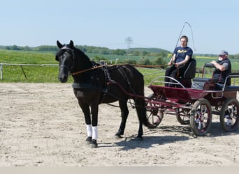 Cob, Jument, 4 Ans, 152 cm, Noir