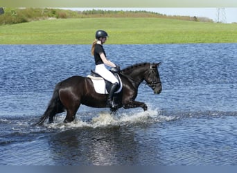 Cob, Jument, 4 Ans, 152 cm, Noir