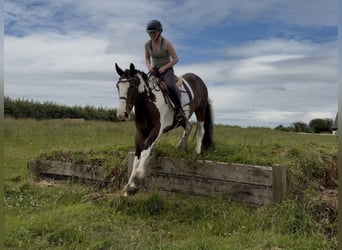 Cob, Jument, 4 Ans, 152 cm, Tobiano-toutes couleurs