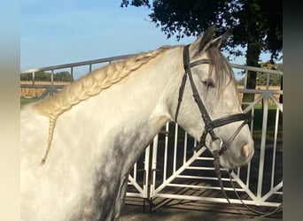 Cob, Jument, 4 Ans, 153 cm, Gris