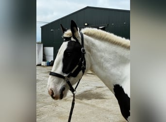 Cob, Jument, 4 Ans, 154 cm, Pinto