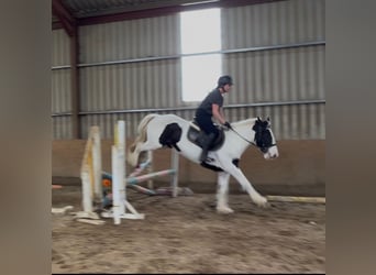 Cob, Jument, 4 Ans, 154 cm, Pinto