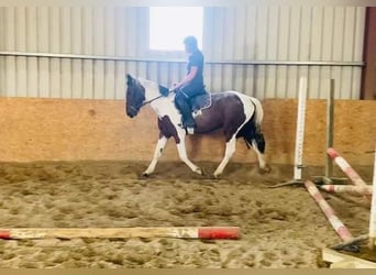 Cob, Jument, 4 Ans, 155 cm, Pinto