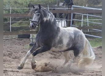 Cob Croisé, Jument, 4 Ans, Rouan Bleu