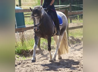 Cob Croisé, Jument, 4 Ans, Rouan Bleu