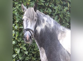 Cob Croisé, Jument, 4 Ans, Rouan Bleu