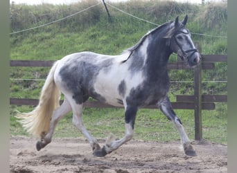 Cob Croisé, Jument, 4 Ans, Rouan Bleu