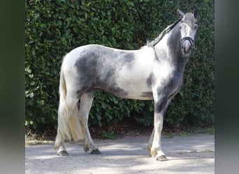 Cob Croisé, Jument, 4 Ans, Rouan Bleu