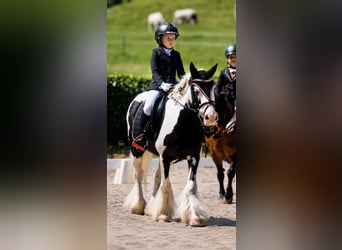 Cob, Jument, 5 Ans, 127 cm, Pinto