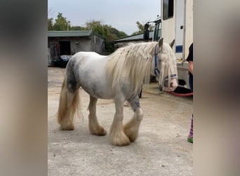 Cob, Jument, 5 Ans, 135 cm, Rouan bleu