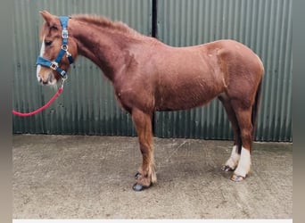 Cob, Jument, 5 Ans, 137 cm, Alezan brûlé
