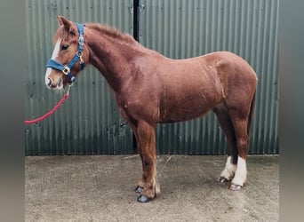 Cob, Jument, 5 Ans, 137 cm, Alezan brûlé