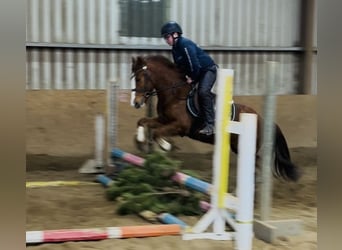 Cob, Jument, 5 Ans, 137 cm, Alezan brûlé