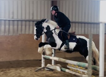 Cob, Jument, 5 Ans, 143 cm, Pinto